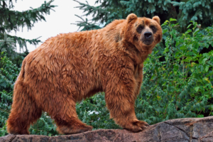 Kodiak Bear963461416 300x200 - Kodiak Bear - Kodiak, Bear